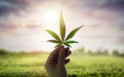 How Marijuana Use Affects Disability Insurance Underwriting