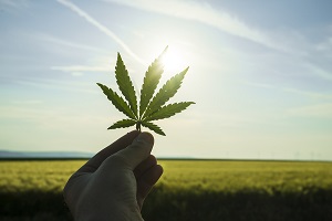 how-marijuana-use-affects-disability-insurance-underwriting